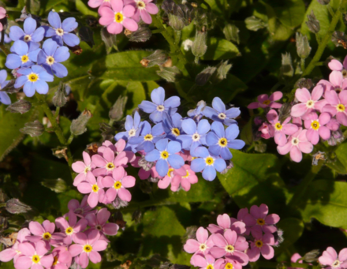 Nu-mă-uita ´Pink´