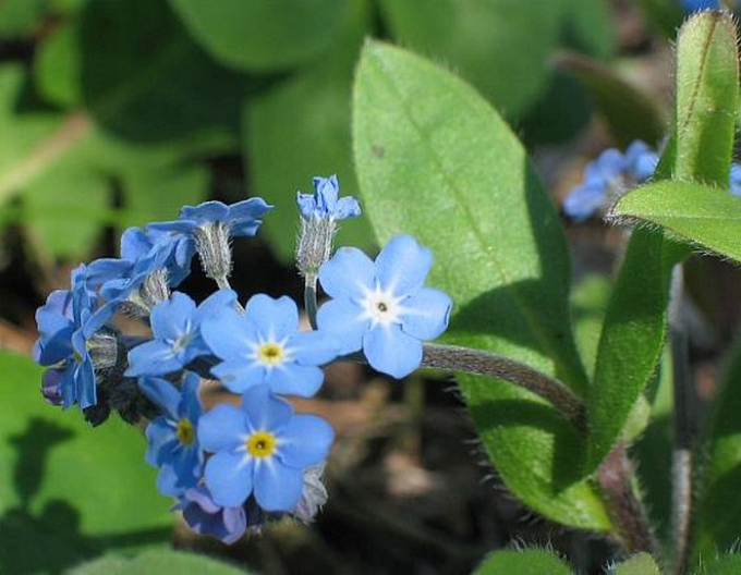 Nu-mă-uita ´Blue´