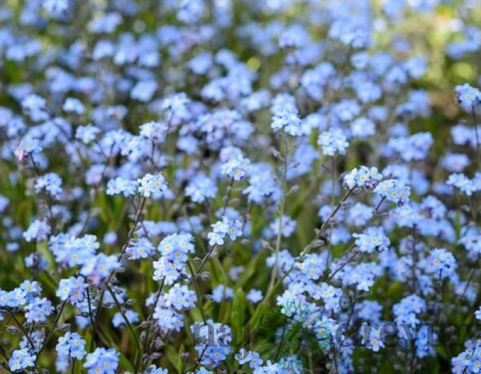 Nu-mă-uita ´Blue´