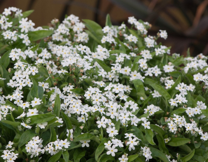 Nu-mă-uita ´White´