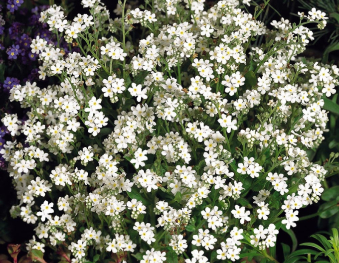 Nu-mă-uita ´White´