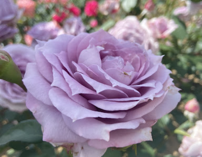 Trandafir de copac ´INNOVA´