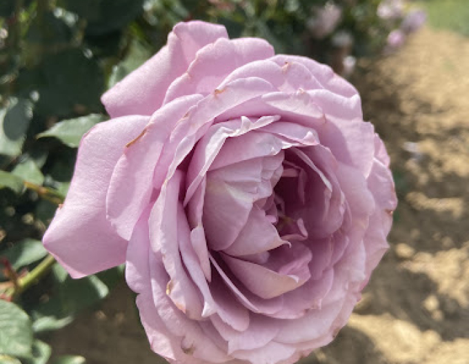 Trandafir de copac ´INNOVA´