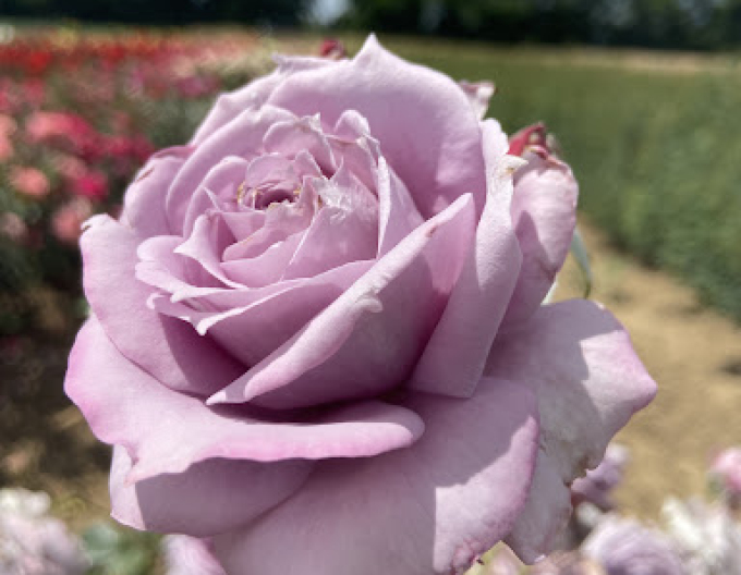 Trandafir de copac ´INNOVA´