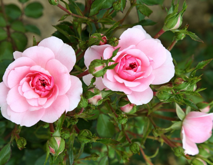 Trandafir de copac ´ROSMARIN´