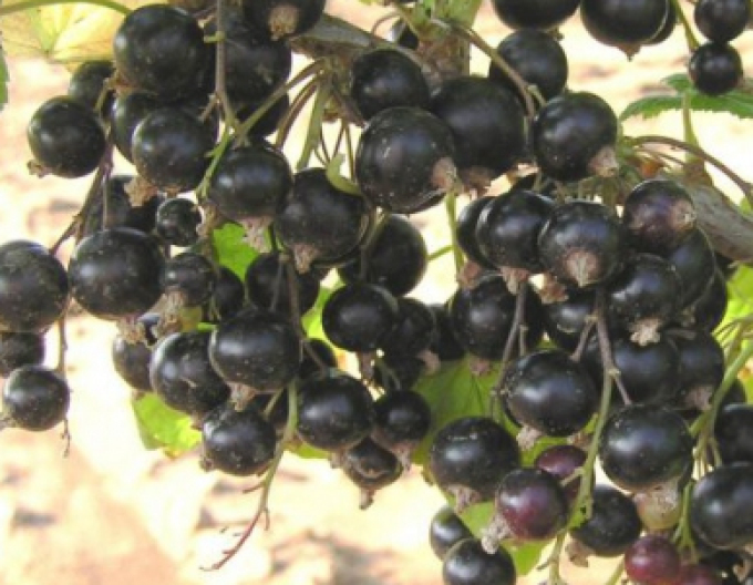 Coacăz negru Ben Hope copac, 2l