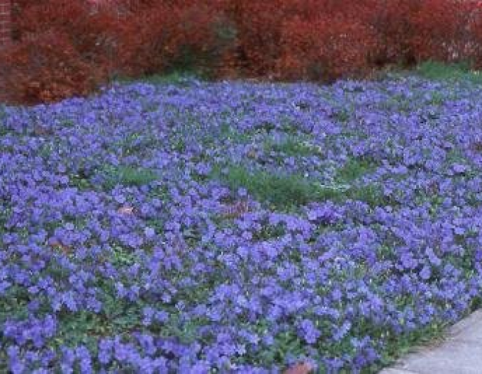 Saschiu-pitic (vinca minor)