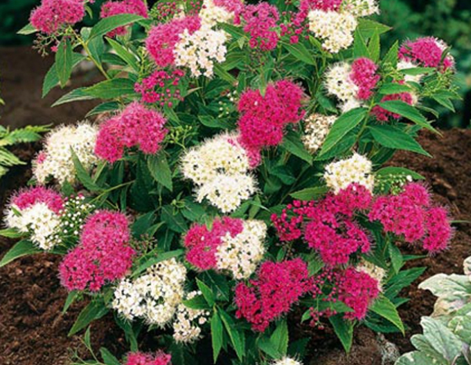 Spiraea  japoneză  Genpei