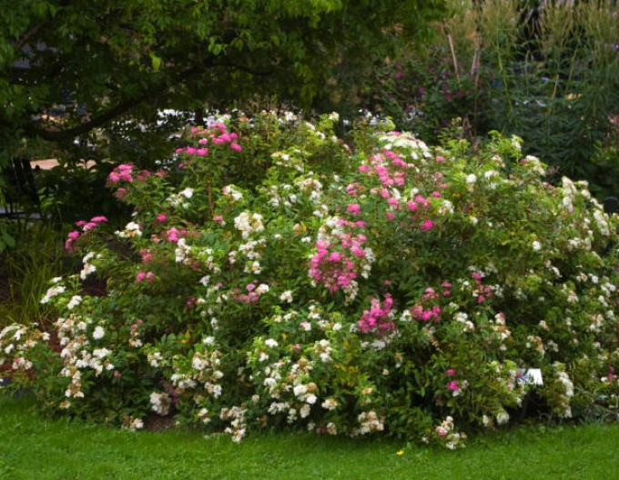 Spiraea  japoneză  Genpei