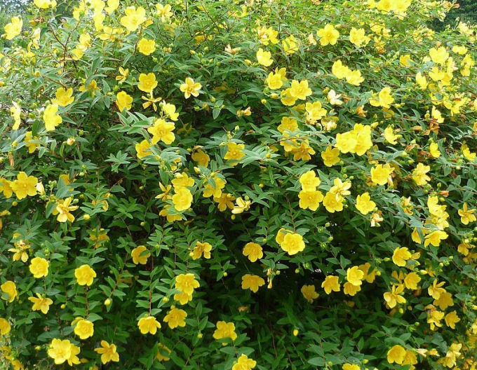 Hypericum ´Hidcote´