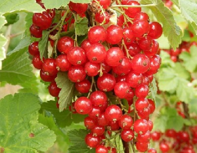 Coacăz roșu ´Junifer´ KER