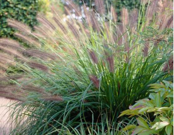 Iarbă fântână  Viridescens