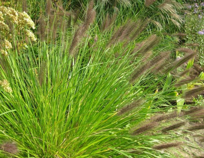 Iarbă fântână  Viridescens