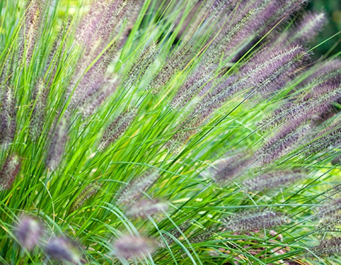 Iarbă fântână  Viridescens