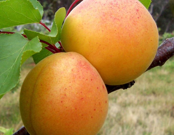 Cais „Maghiară”, semitimpuriu, portaltoi Myrobalan, rădăcină liberă