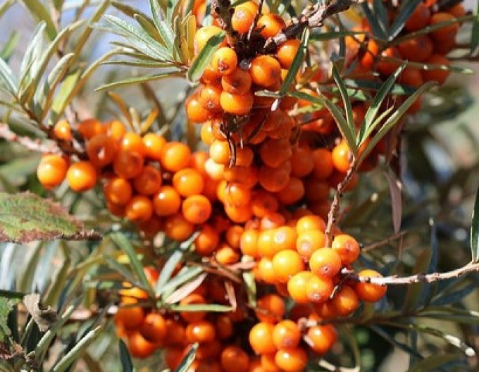 Cătină de mare femelă ´Krasavica´