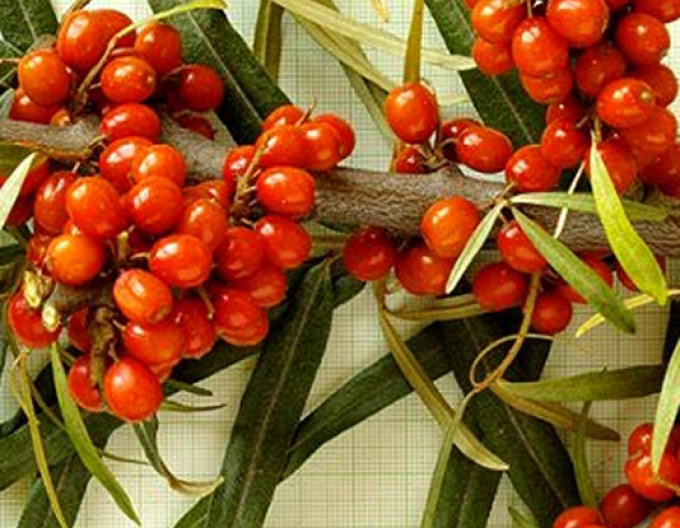 Cătină de mare feminin ´Aromat´