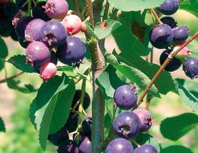 Afin canadian - Amelanchier alnifolia Prince Wiliam