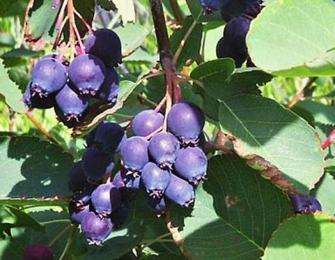 Afin canadian - Amelanchier alnifolia Prince Wiliam