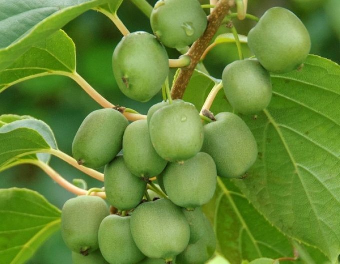 Mini kiwi Japsai cu autopolenizare