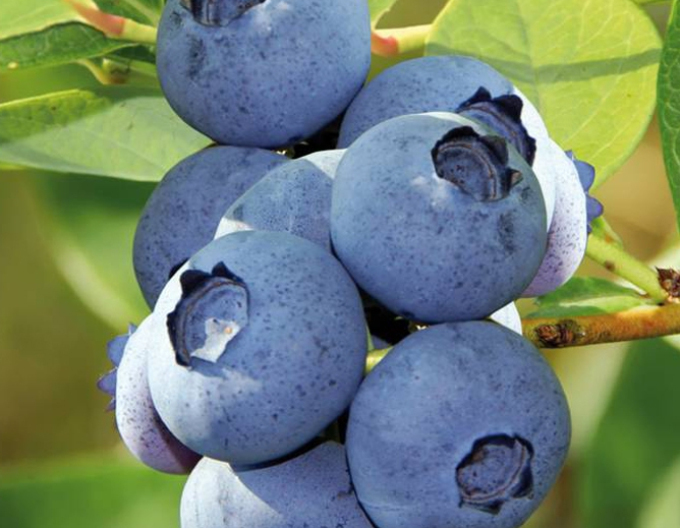 Afin canadian ´Bluecrop´