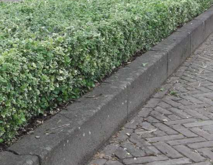 Euonymus fortunei "EMERALD GAIETY"