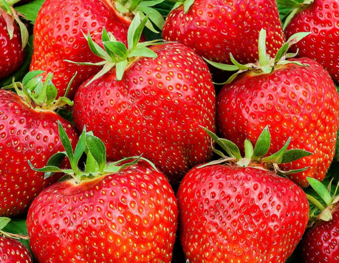 Căpșuni remontante ’Ostara’