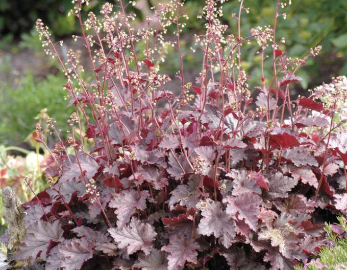 Heuchera Melting Fire