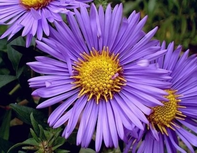 Astra novi-belgii ´Magic Purple´