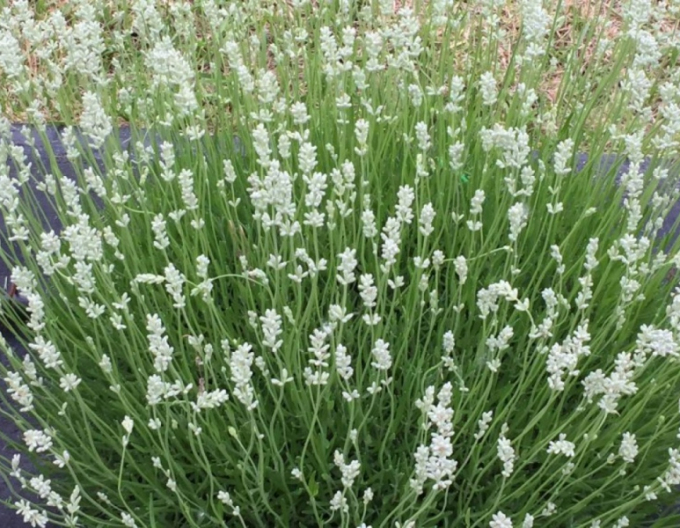 Lavanda Edelweiss