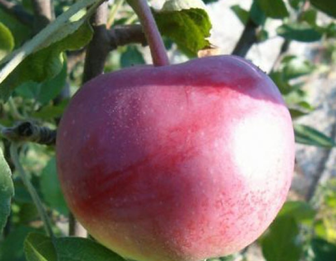 Măr ´Vista Bella´ vară, portaltoi M9, rădăcină liberă