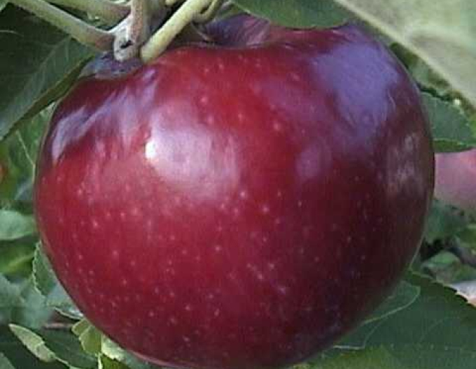 Măr ´Vista Bella´ vară, portaltoi M9, rădăcină liberă