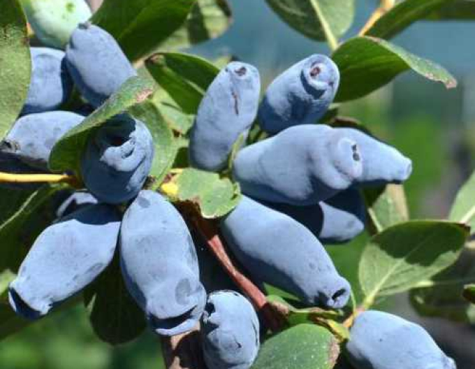 Cătină albastră de Kamceatka ´Aurora´