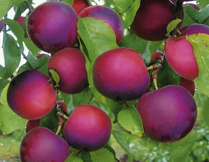 Caise-prună APRISALI