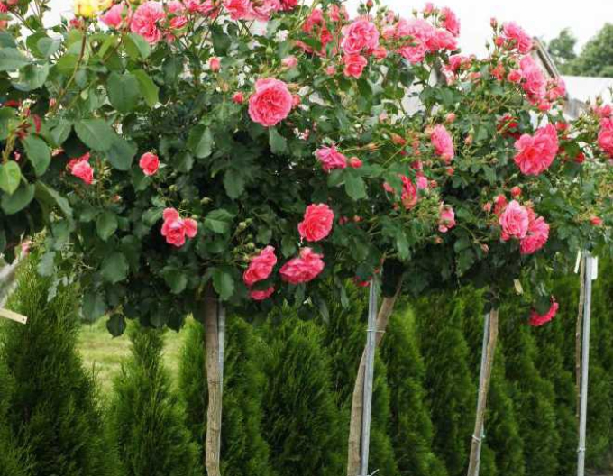 Trandafir de copac Kimono