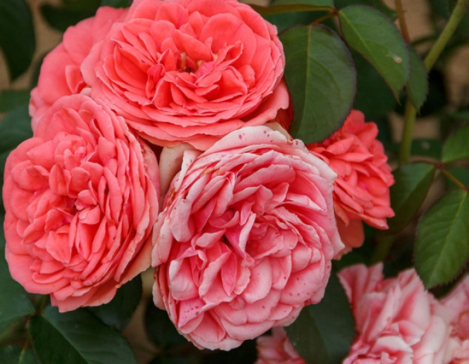 Trandafir de copac Kimono