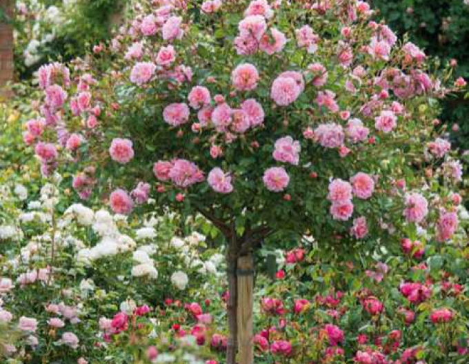 Trandafir de copac "Zâna"
