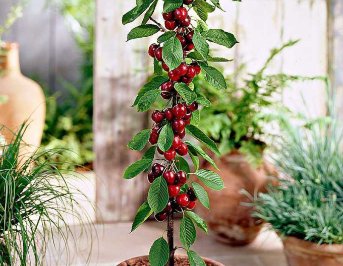 Cireș columnar ´Sylvia´