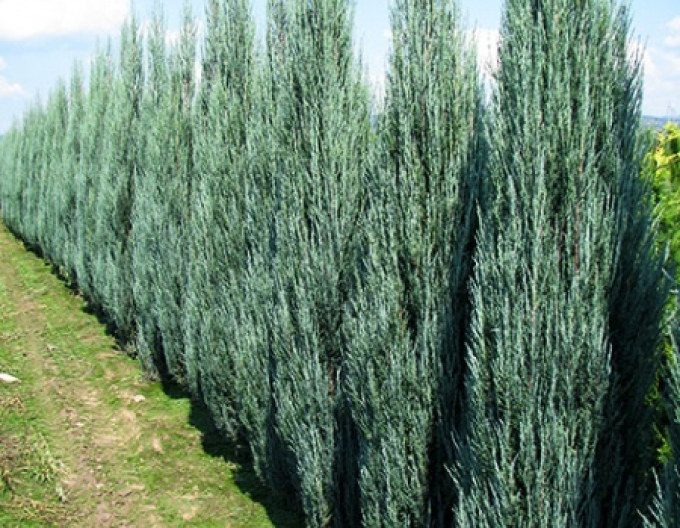 Ienupăr virginiana Blue Arrow