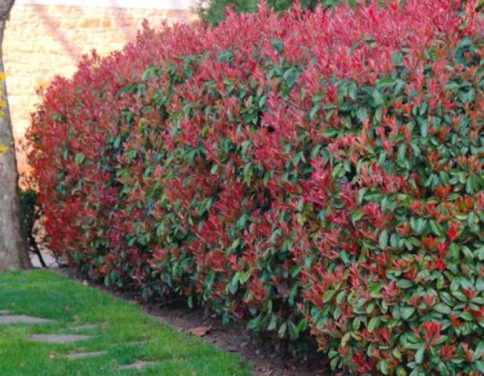 Photinia ´Little Red Robin´