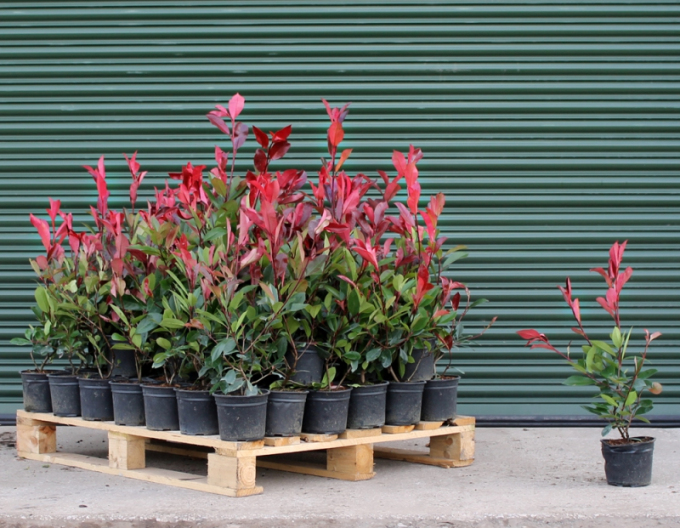 Photinia ´Little Red Robin´