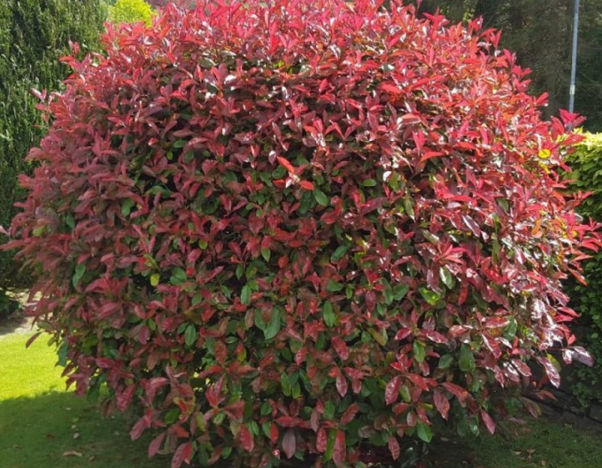 Photinia ´Little Red Robin´