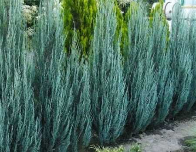 Ienupăr virginiana Blue Arrow