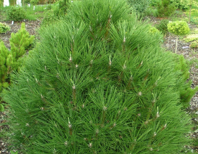 Pin negru  Spielberg