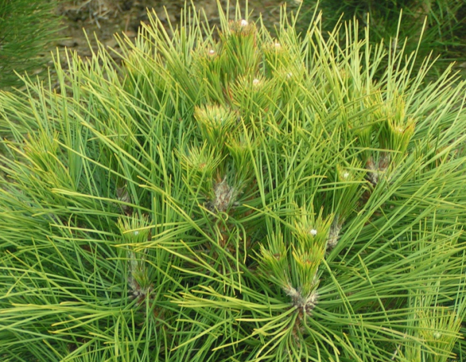 Pin negru  Spielberg