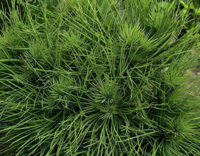 Pin negru  Spielberg