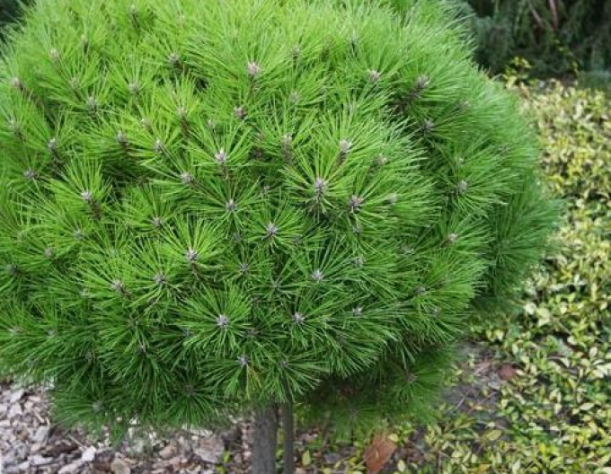 Pin negru  Bambino pe un cuier