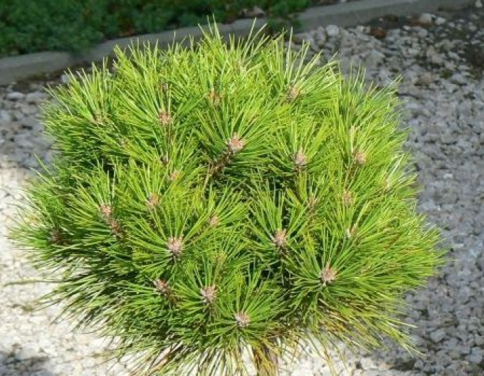 Pin negru  Bambino pe un cuier