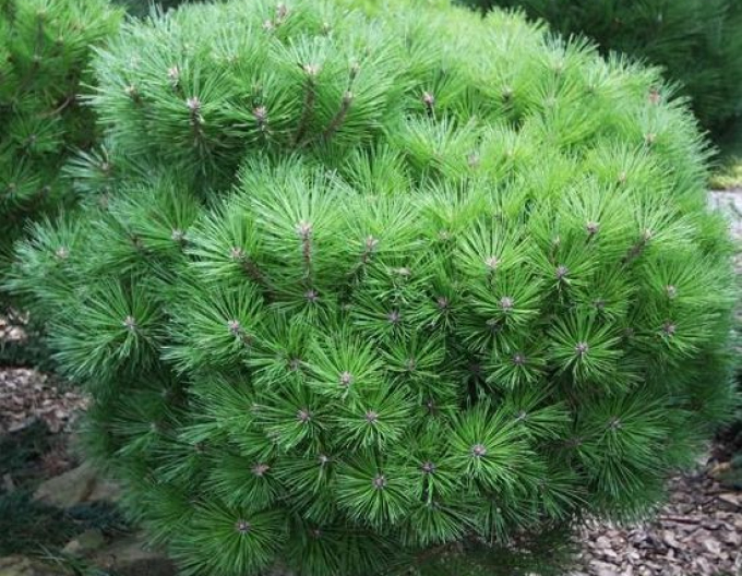 Pin negru  Bambino pe un cuier