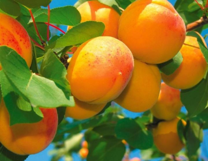 Cais ‘Harlayne’, tardiv, portaltoi Myrobalan, rădăcină liberă